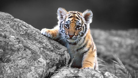 Tiger Cub - Posters by Sherly David