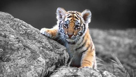 Tiger Cub - Canvas Prints