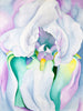 White Iris - Okeefee - Life Size Posters